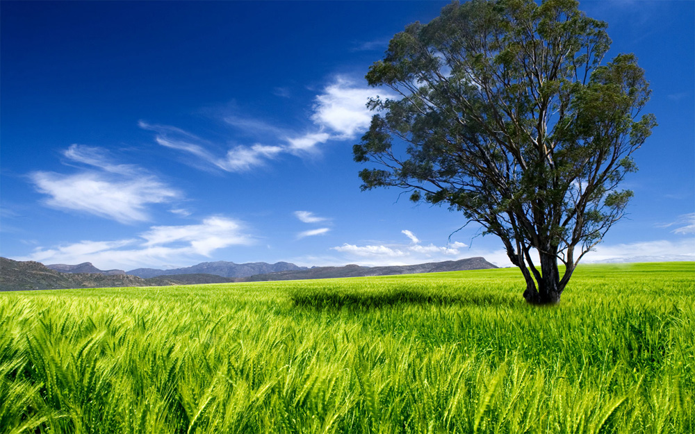 Green crop field and a tree beneath a blue sky